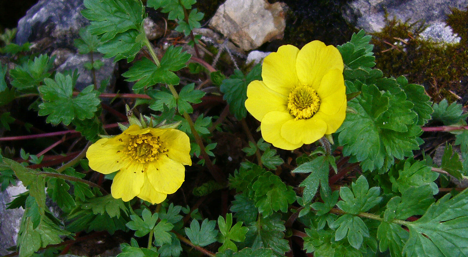 Bergfrühling in den Dolomiten