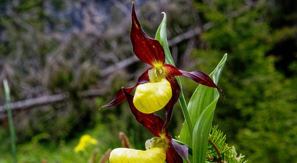 Faszination Südtiroler Orchidee